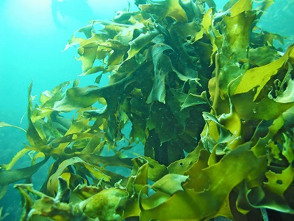 海藻は何に使われている？ | スーパー海藻まるわかり！教えて