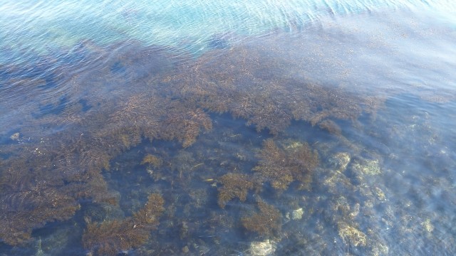 最近注目されているアカモクとそのそっくりさんの違いは スーパー海藻まるわかり 教えて アカモク先生